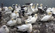 [Gannets Nesting]