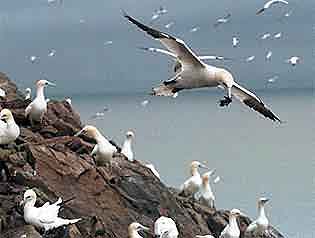 [Sea Birds]